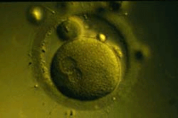 как происходит оплодотворение, оплодотворение яйцеклетки